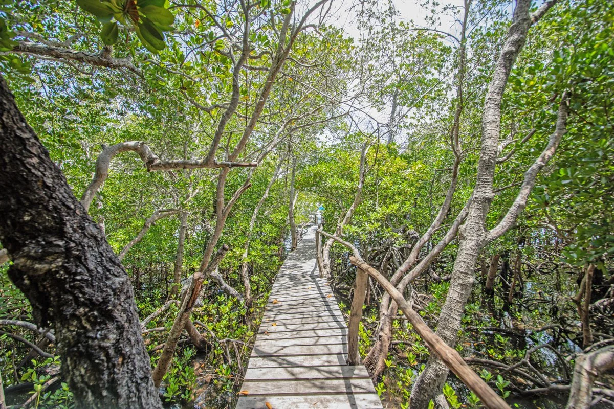 Mida Creek Boardwalk